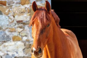 Equestrian estate in Wellington Florida with private barn and riding ring