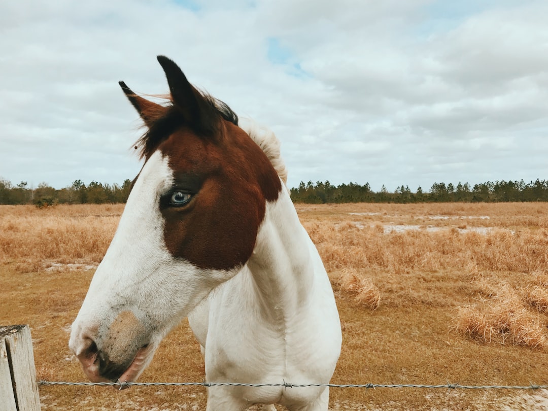 Horses grazing on pasture land at a Florida equestrian property