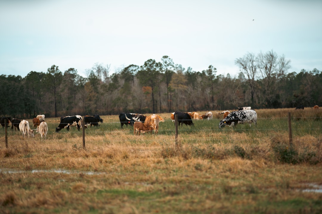 Four-board fencing along a paddock on a Florida equestrian property