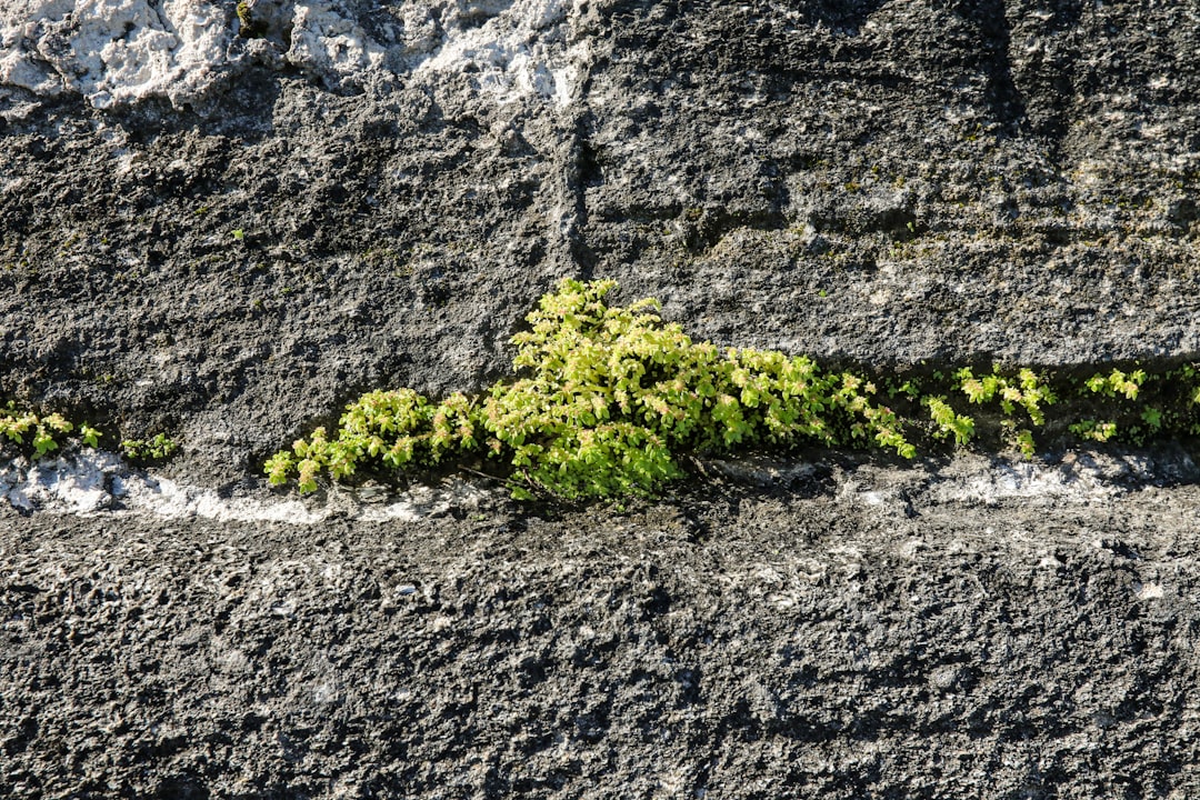 Cracked and deteriorating concrete seawall showing exposed rebar along a Florida canal